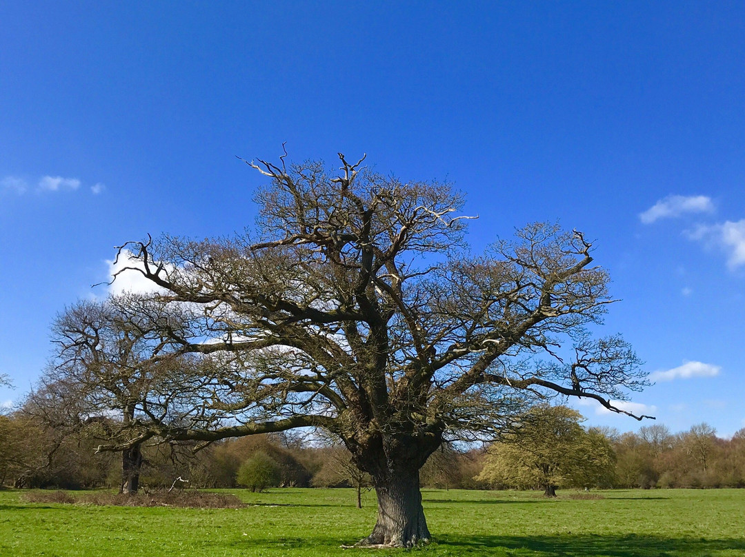 Hatfield Forest Nature Reserve景点图片