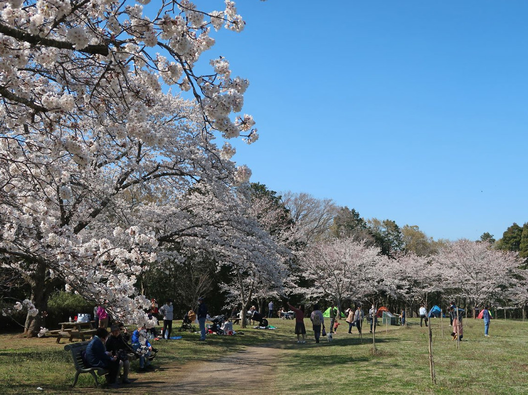 Izumi Nature Park Natural Boadwalk-千叶市必去景点