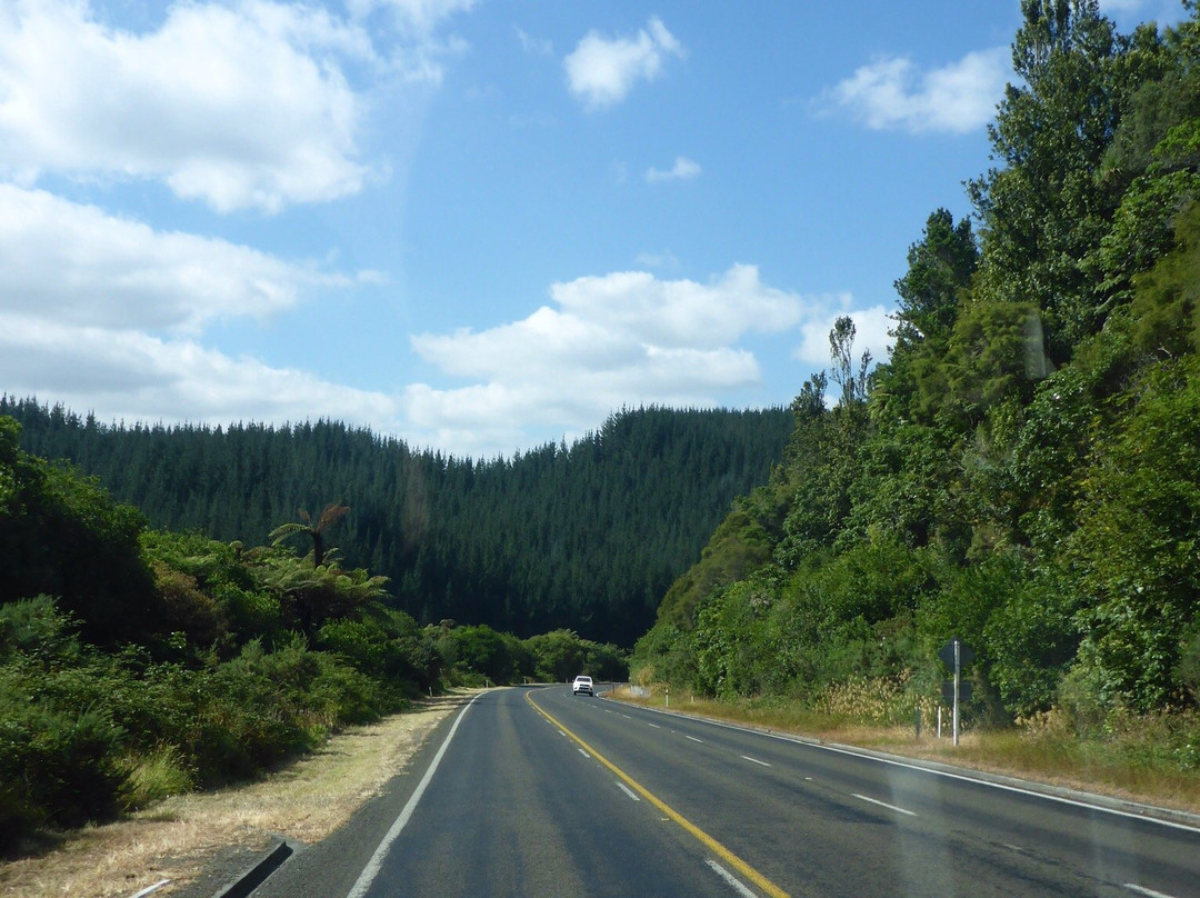 Kiwi Fruit Country Tours