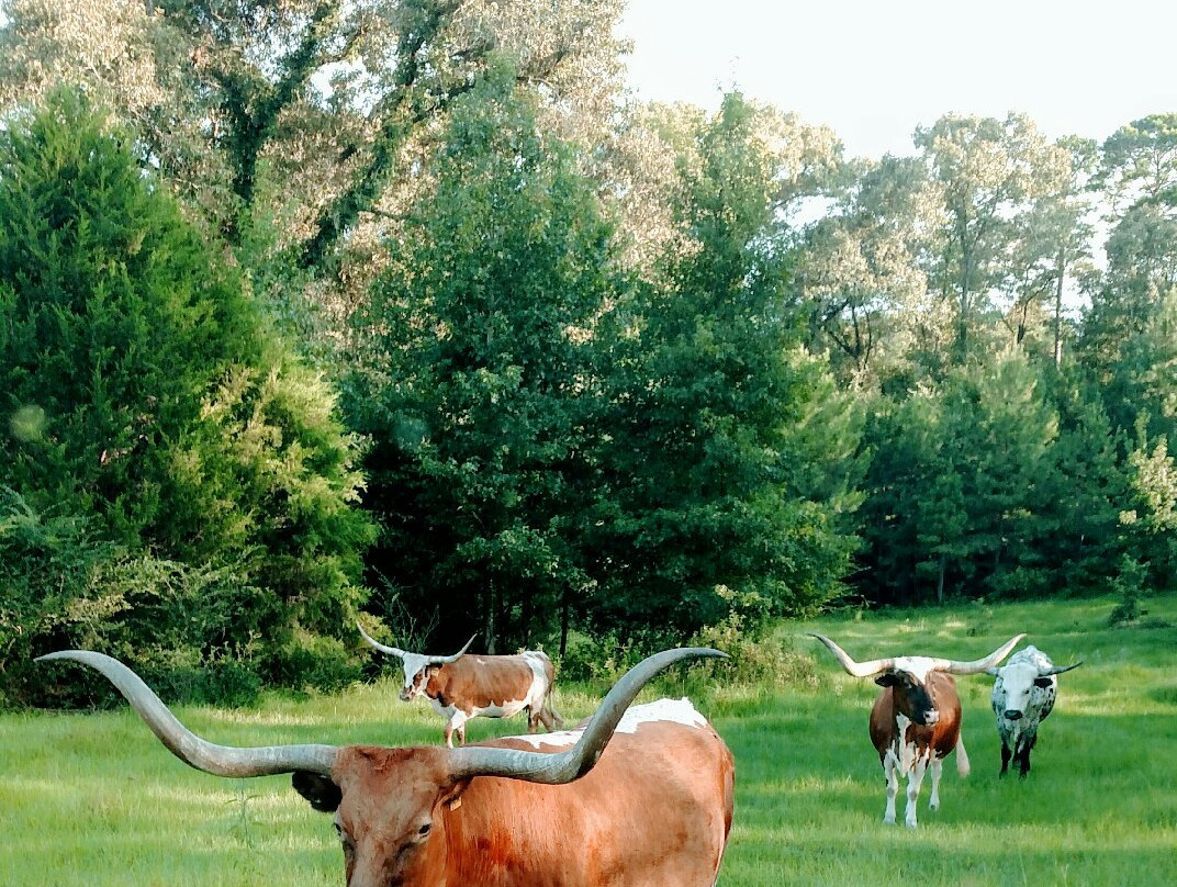 Beans Creek Ranch Cabin主图