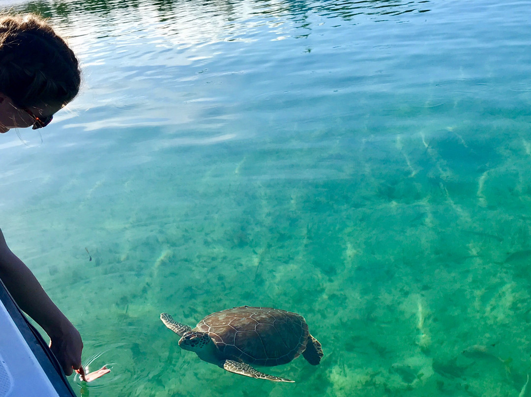 Froggies Out Island Adventures景点图片