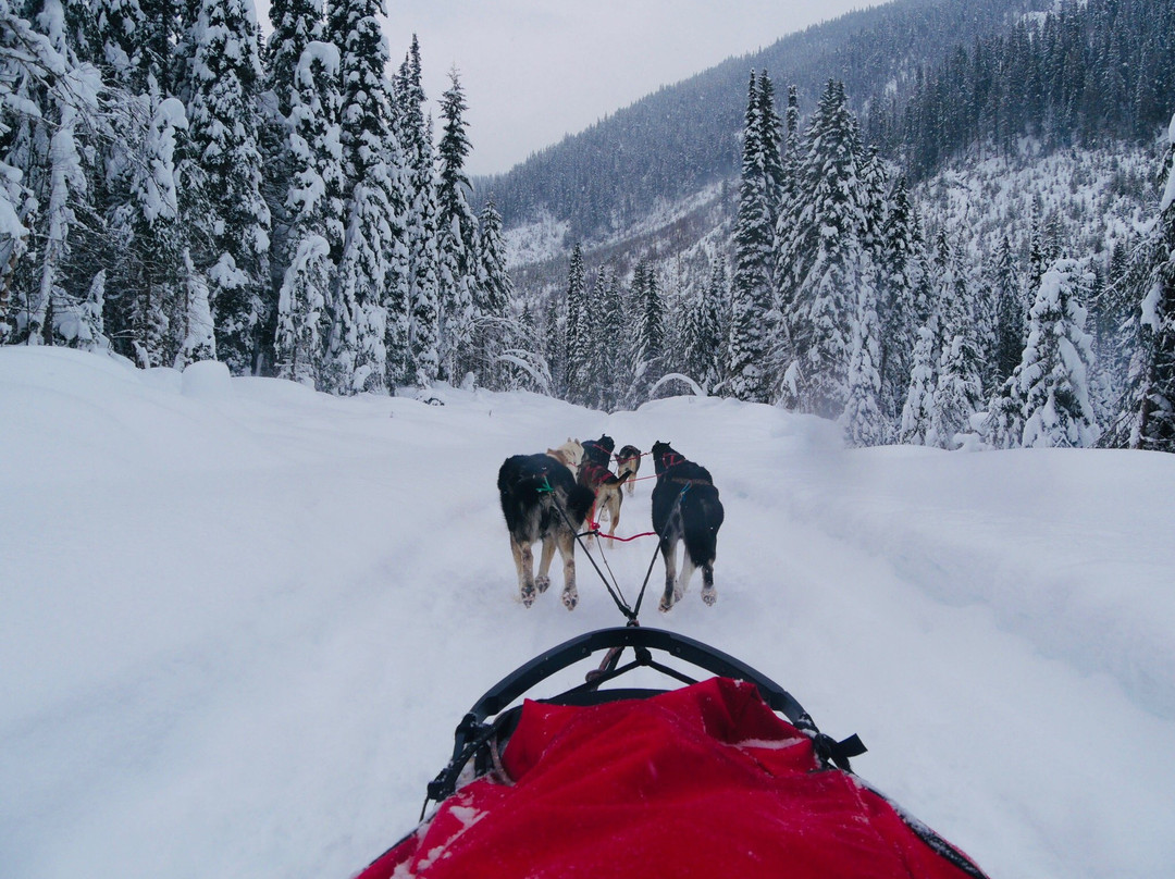 Cold Fire Creek Dogsledding景点图片