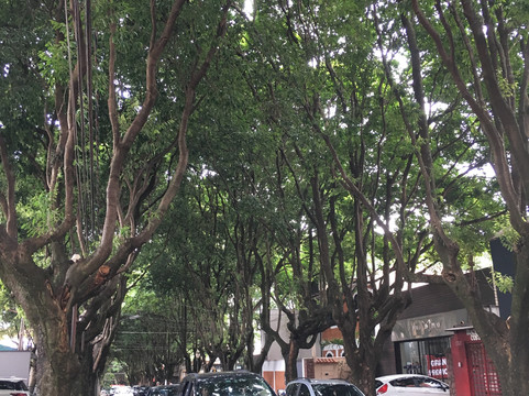 Rua 5-Araraquara必去景点