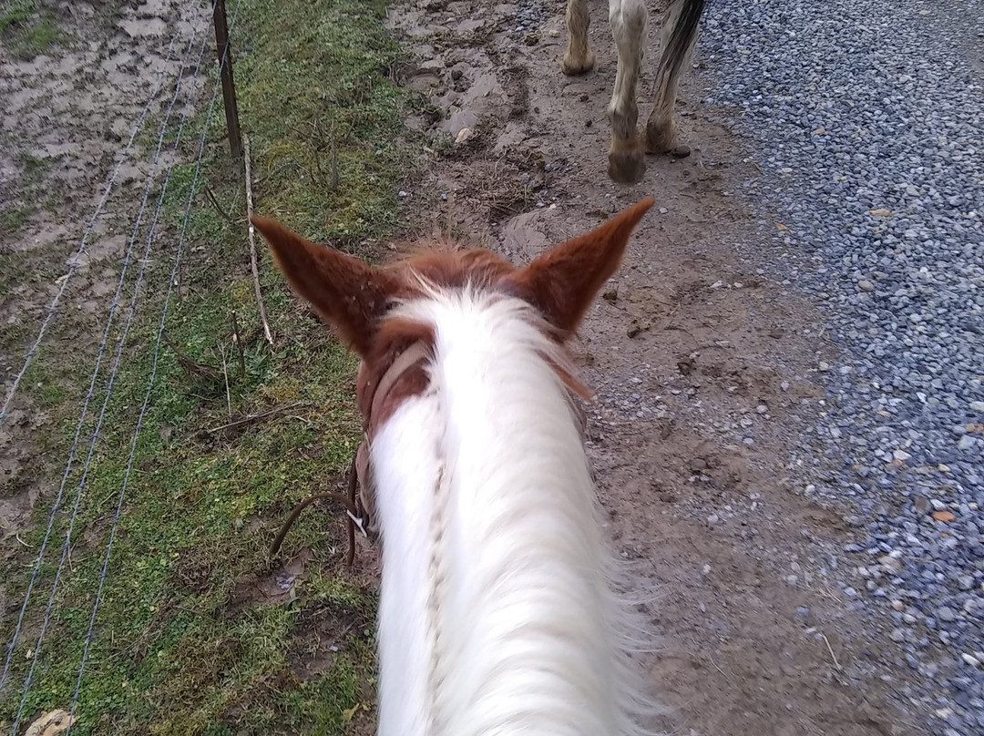 Panther Creek Horseback Rides景点图片