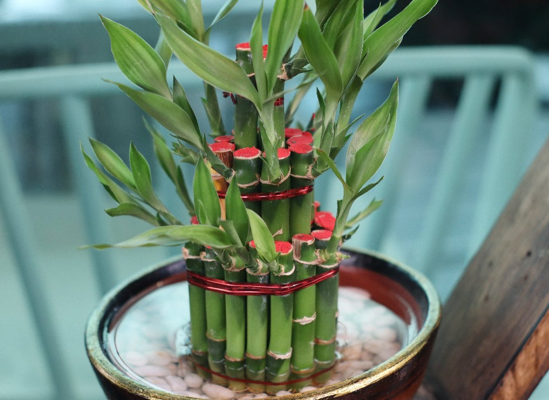 Queen Sirikit Park-孟腊茫必去景点