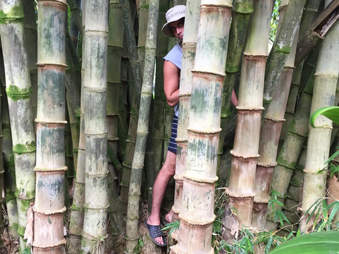 Twin Falls Maui-毛伊岛必去景点