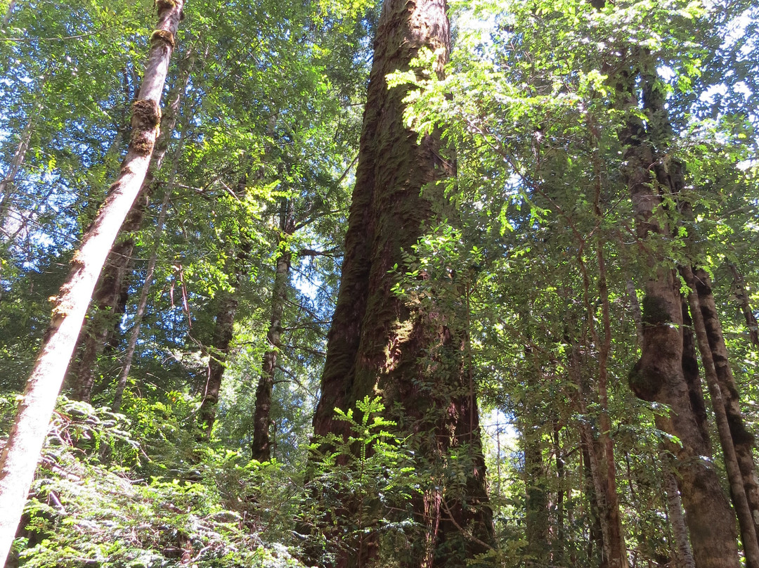 Styx Valley-Maydena必去景点