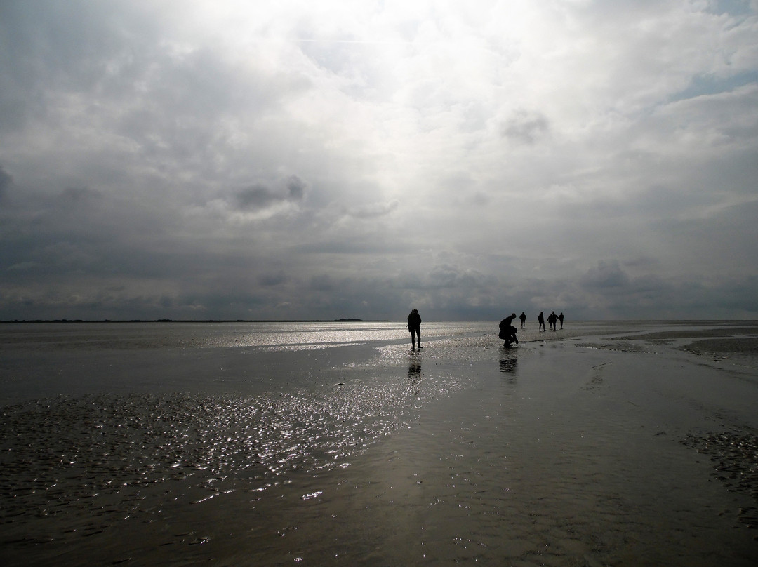 Schutzstation Wattenmeer - Nationalpark-Haus景点图片