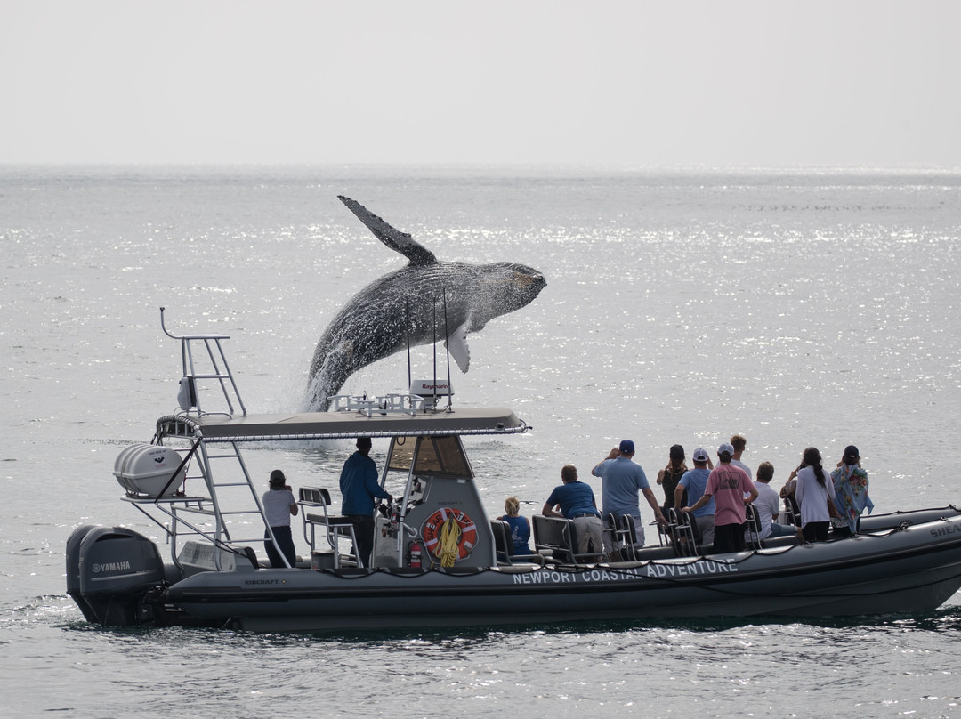 新港海岸探险观鲸之旅景点图片