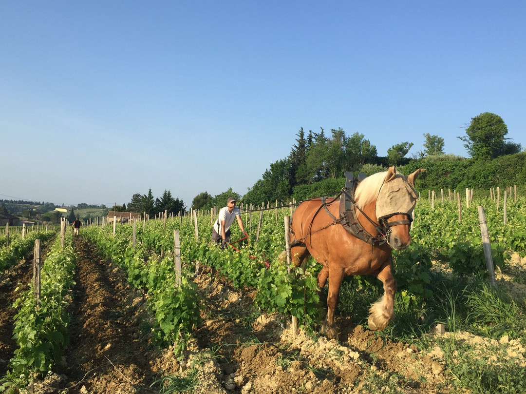 Domaine D'Ourea景点图片