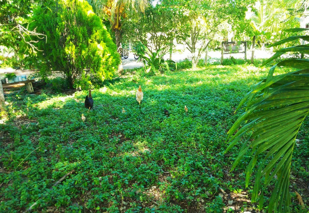 Cabanas Calakmul