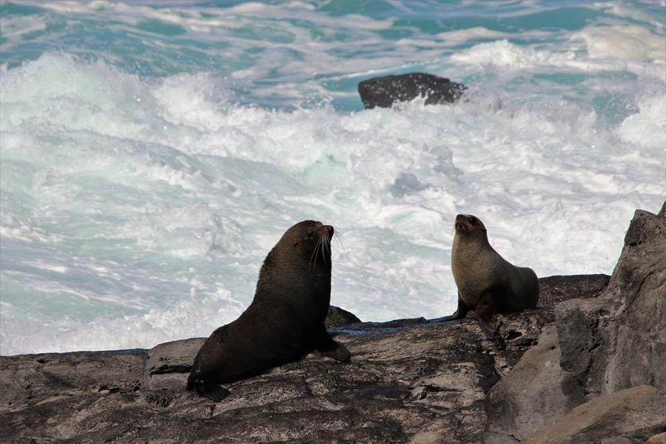 Akaroa Seal Colony Safari景点图片