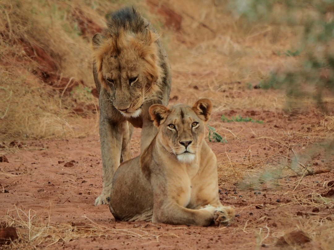 Voyager Ziwani Camp主图