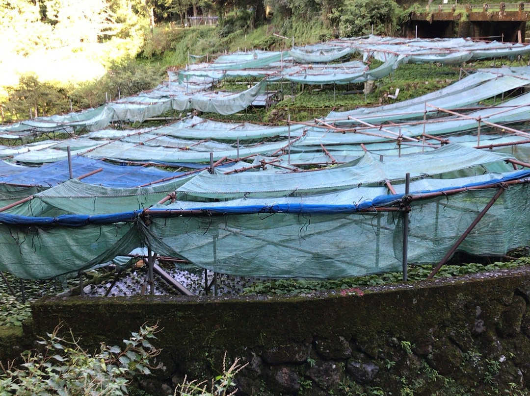 Wasabi Fields of Ikadaba-伊豆市必去景点