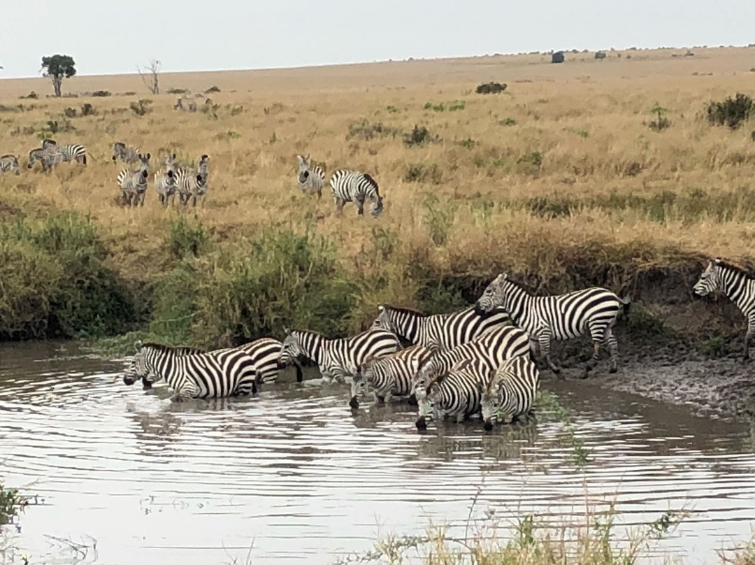 Seremara Safaris景点图片