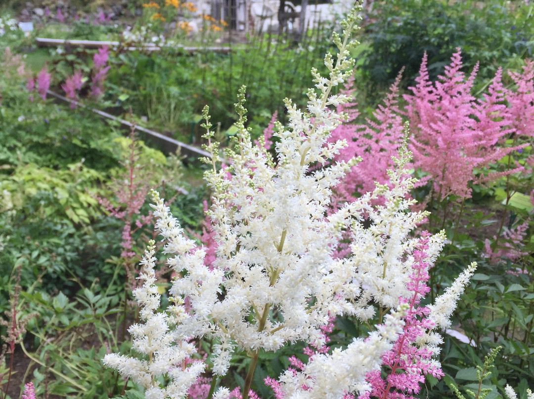 Botanical Garden of Solovetsky Museum-Preserve景点图片