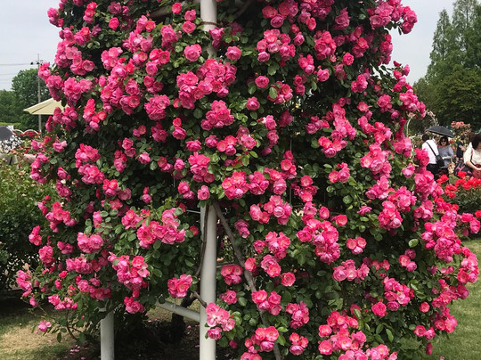 Ina Choseishiko Memorial Park-伊奈町必去景点