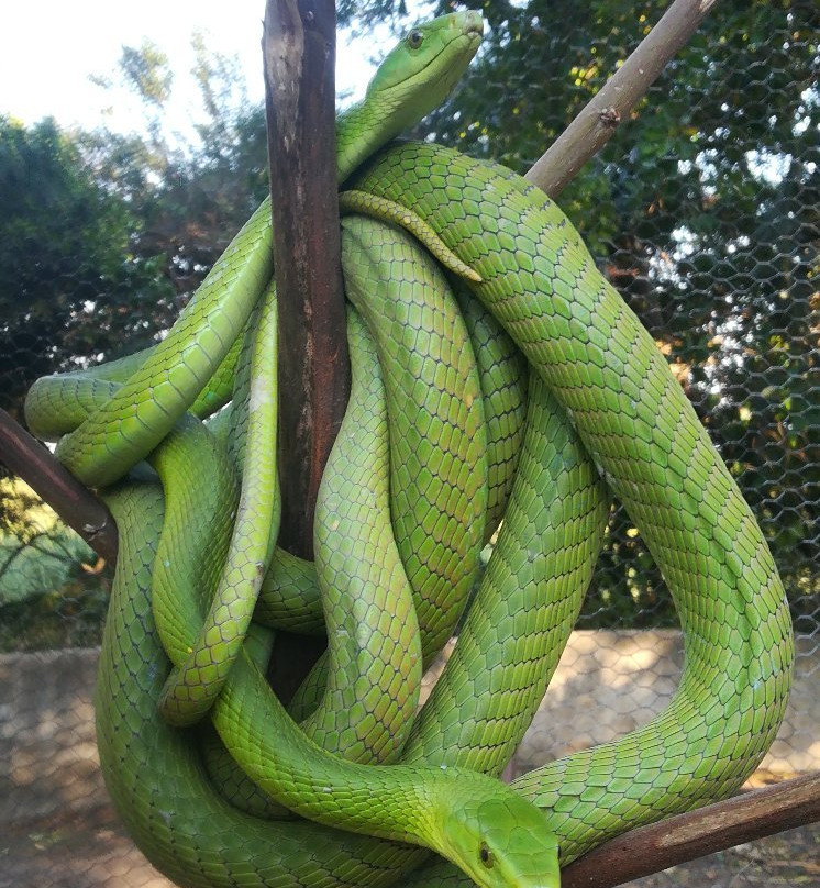 Dolphin Coast Reptile Park and Educational Centre景点图片