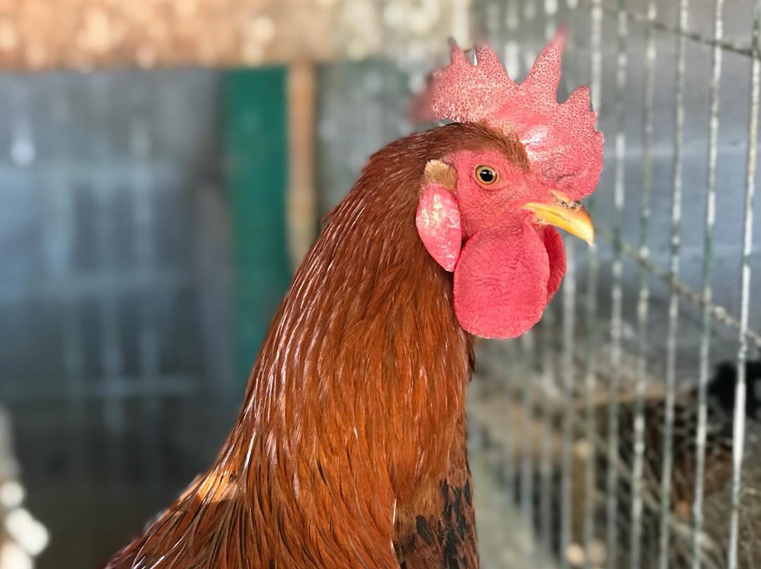 Resort Santa Rosa主图