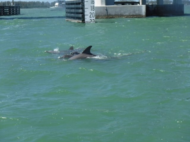 Island Jet Ski Tours & Rentals-恩格尔伍德必去景点