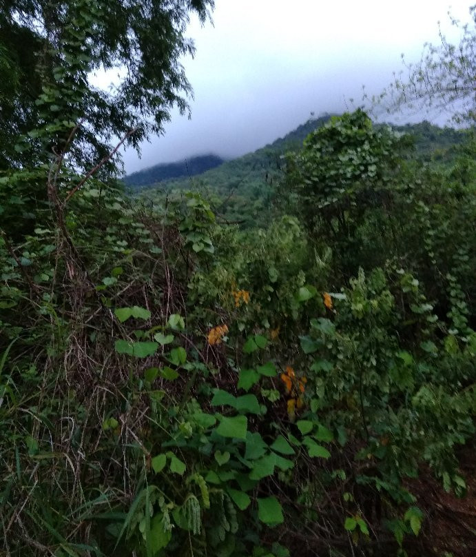 Mount Arayat National Park景点图片