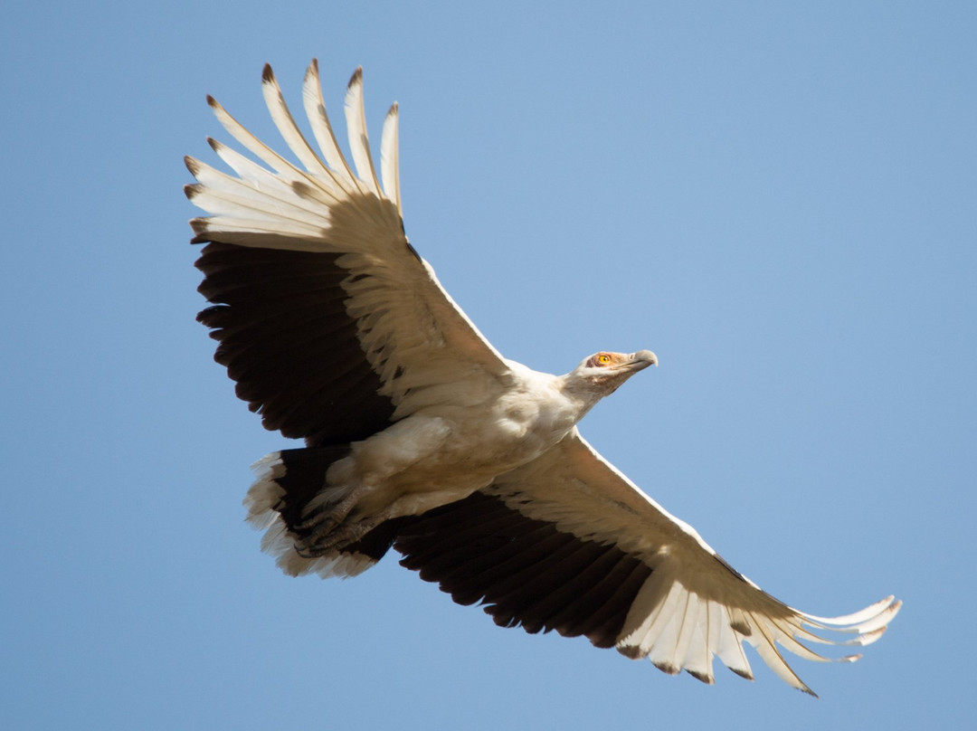 Upepo Safari-Dar es Salaam必去景点