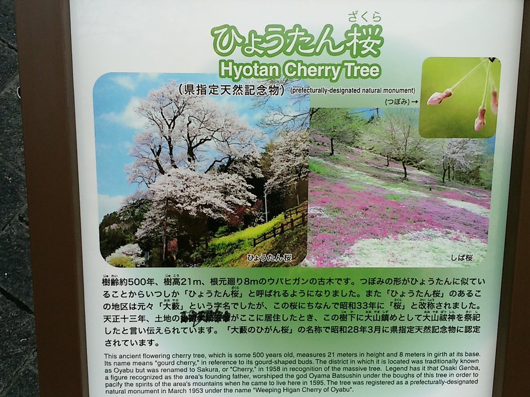 Hyotan Sakura Park-仁淀川町必去景点