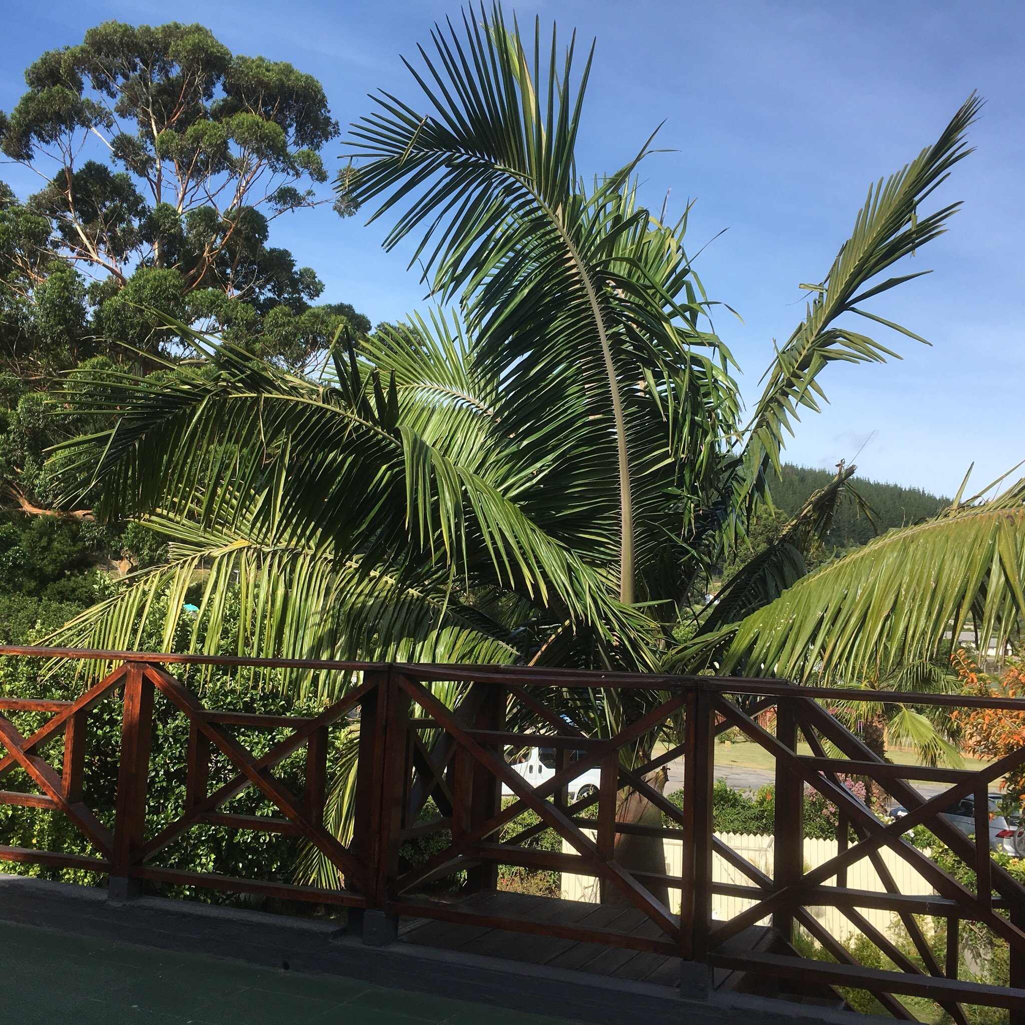 Pelican Lodge-官方