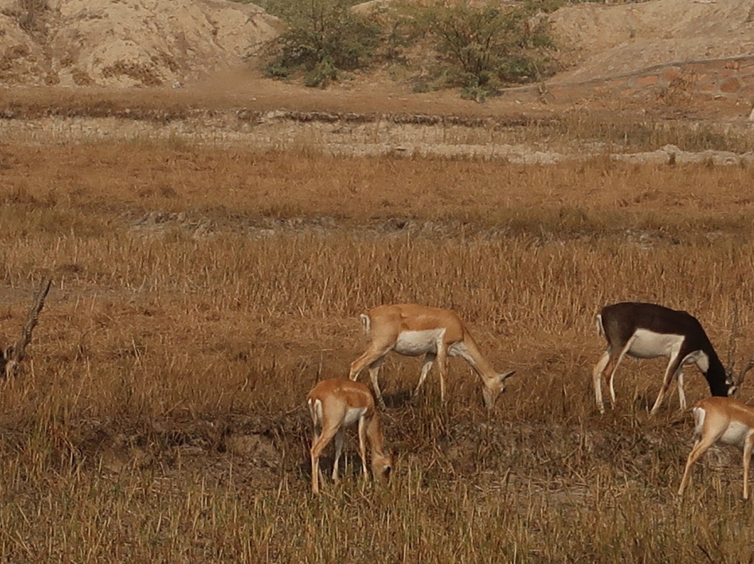 Jodhpur Village Safari景点图片