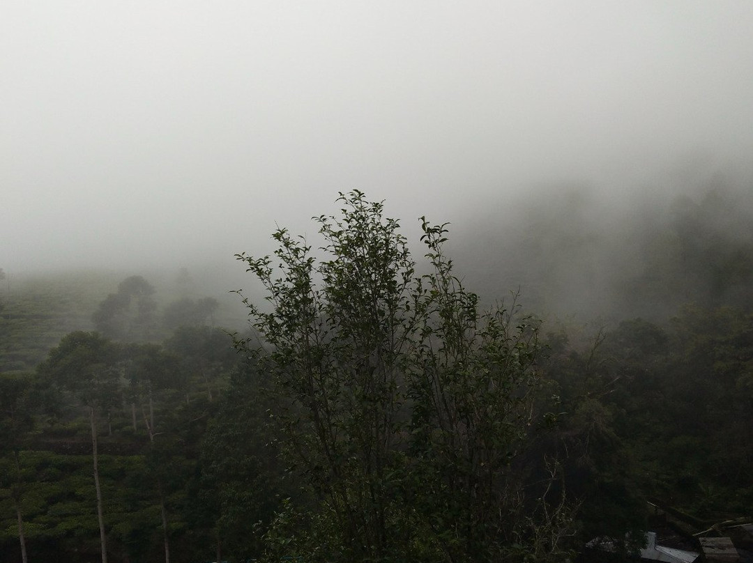 Kebun Teh Jamus (Lereng Gunung Lawu)景点图片