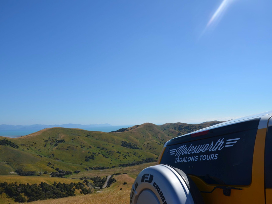 Molesworth High Country Tours-布伦海姆必去景点