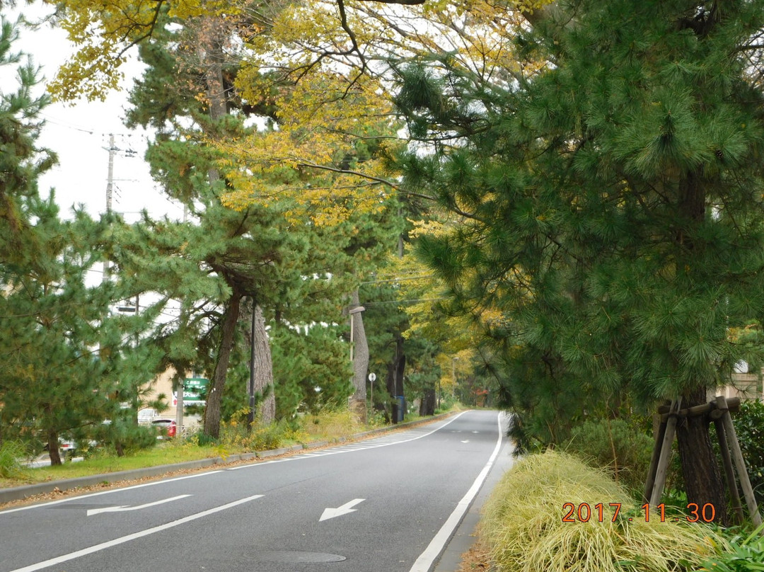 Pine Tree-lined Former Tokai Road景点图片