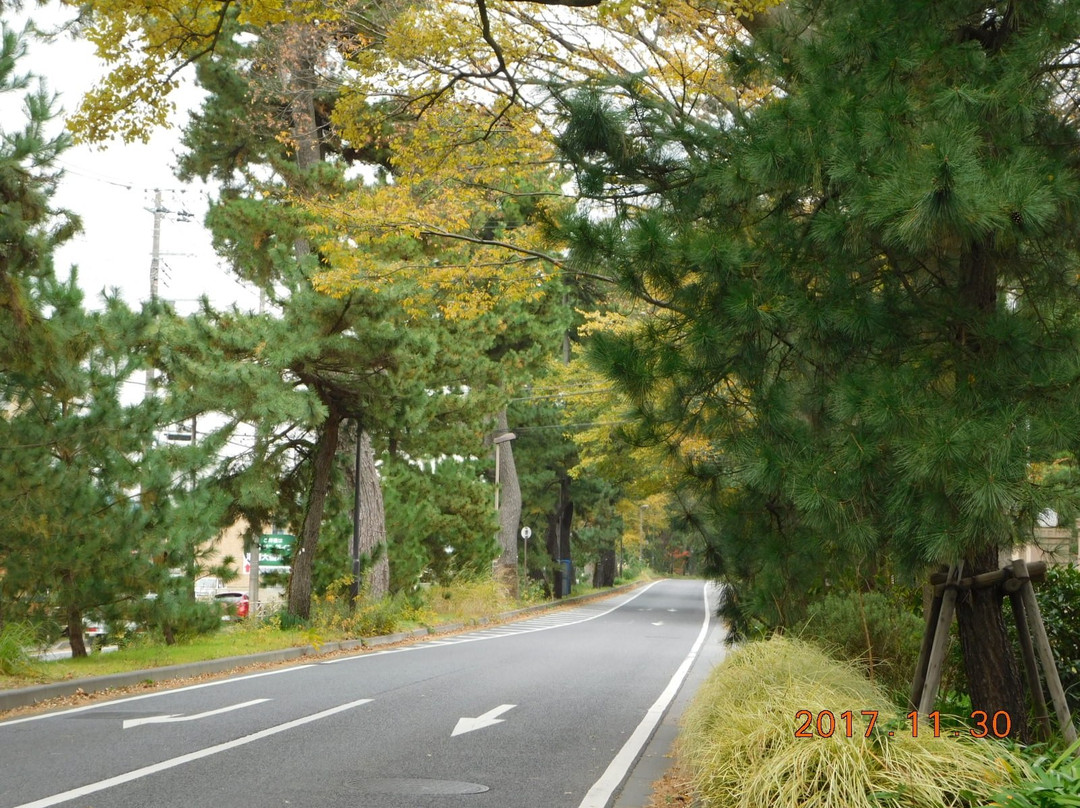 Pine Tree-lined Former Tokai Road