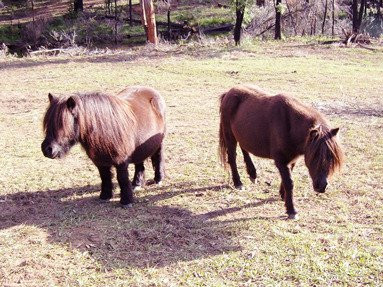 Herbicos Lavender Farm-Thirlmere必去景点