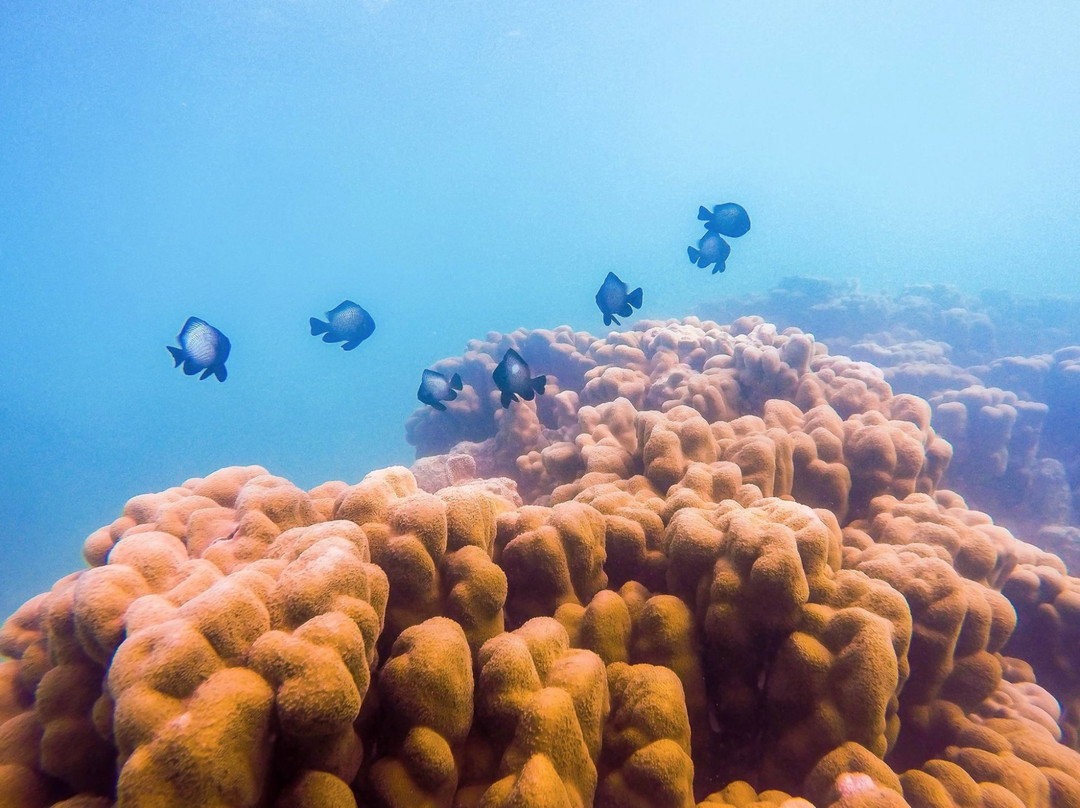 Sun & Salt Adventures Hawaii-科纳必去景点