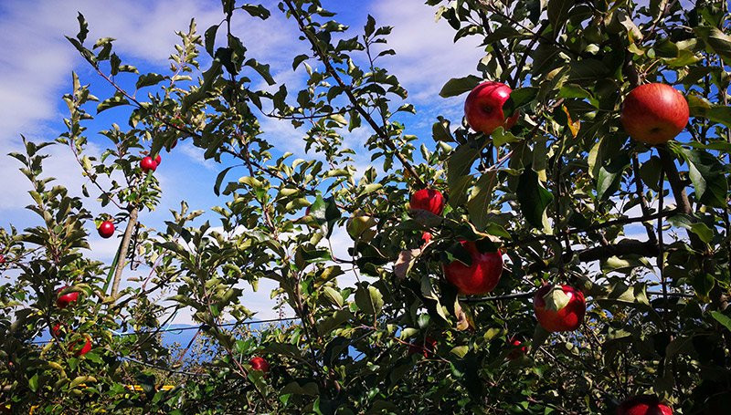 Sanwa Tourist Farm景点图片