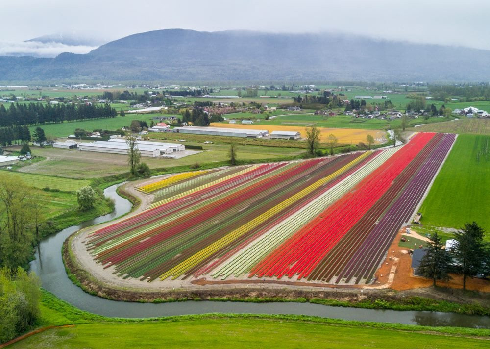 Harrison Tulip Festival景点图片