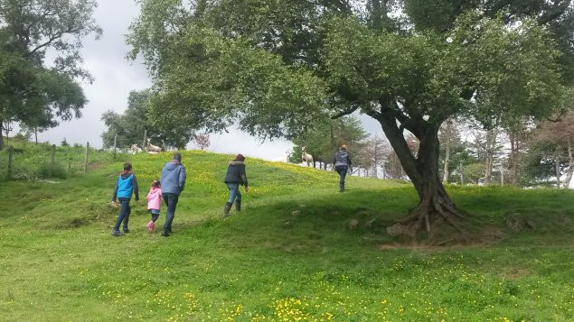 Errichel Farm景点图片
