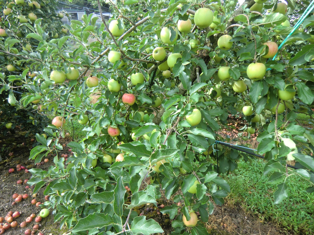 Sanwa Tourist Farm景点图片