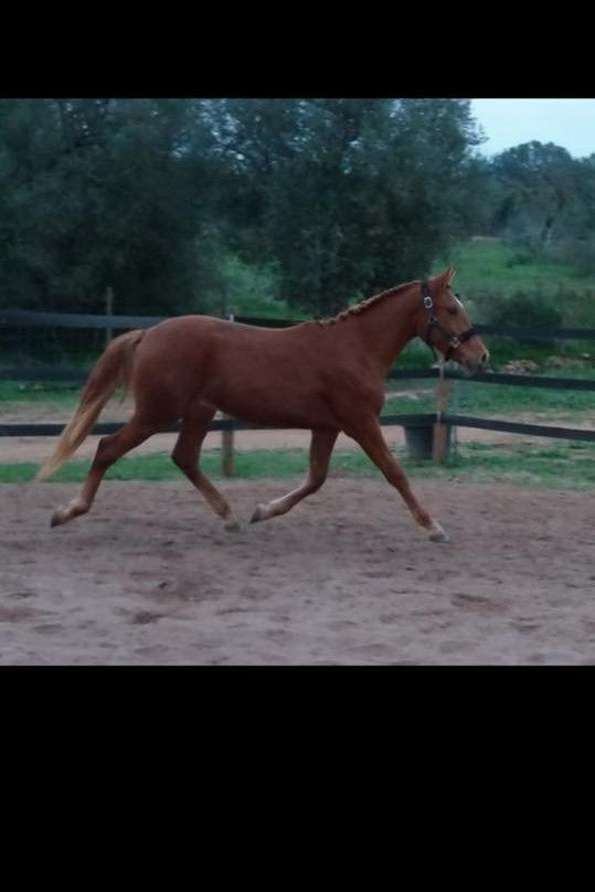 Tavira Horse Riding Quinta Beldade Stables-塔维拉必去景点
