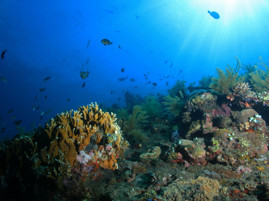 巴厘岛亚特兰蒂斯潜水中心-沙努尔必去景点