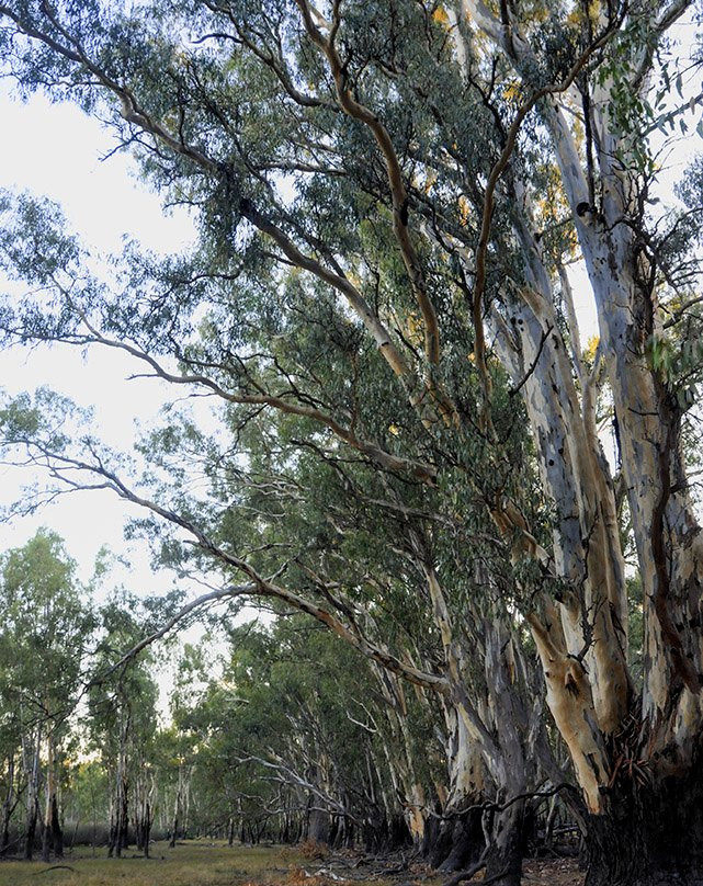 Barmah National Park-Barmah必去景点