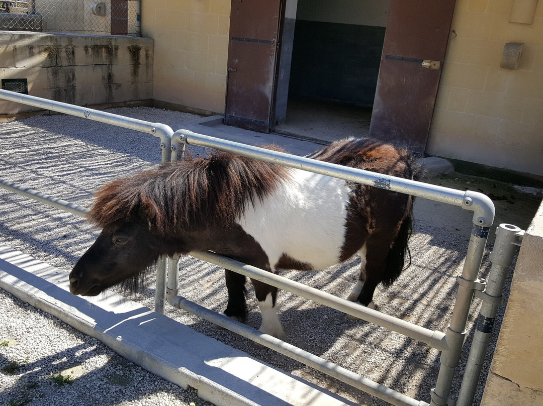 The Petting Farm-Ta' Qali必去景点