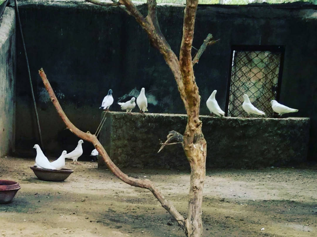 Tiger Safari-卢迪亚纳必去景点