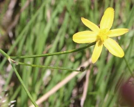 Bababi Djinanang Native Grasslands Reserve景点图片