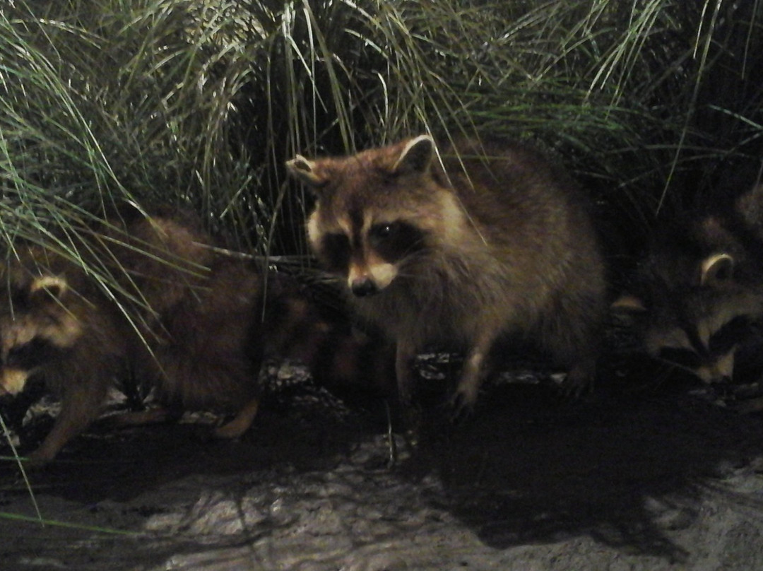 Outer Banks Center For Wildlife Education-卡罗拉必去景点