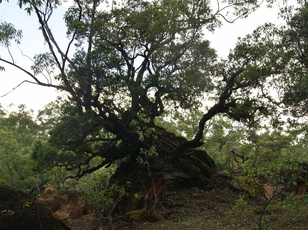 Gunung Mutis Natural Reserve景点图片