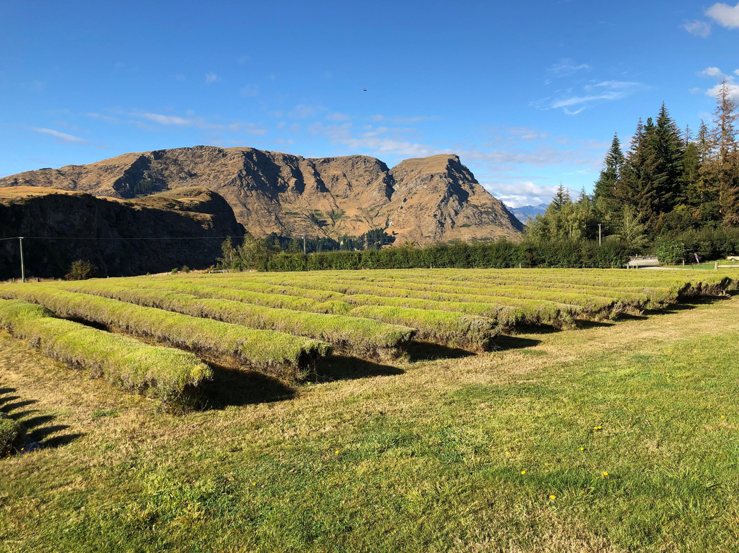 Ben Lomond Lavender-皇后镇必去景点