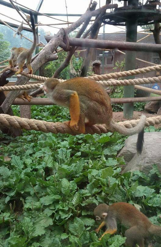 Cheongju Zoo-清州市必去景点