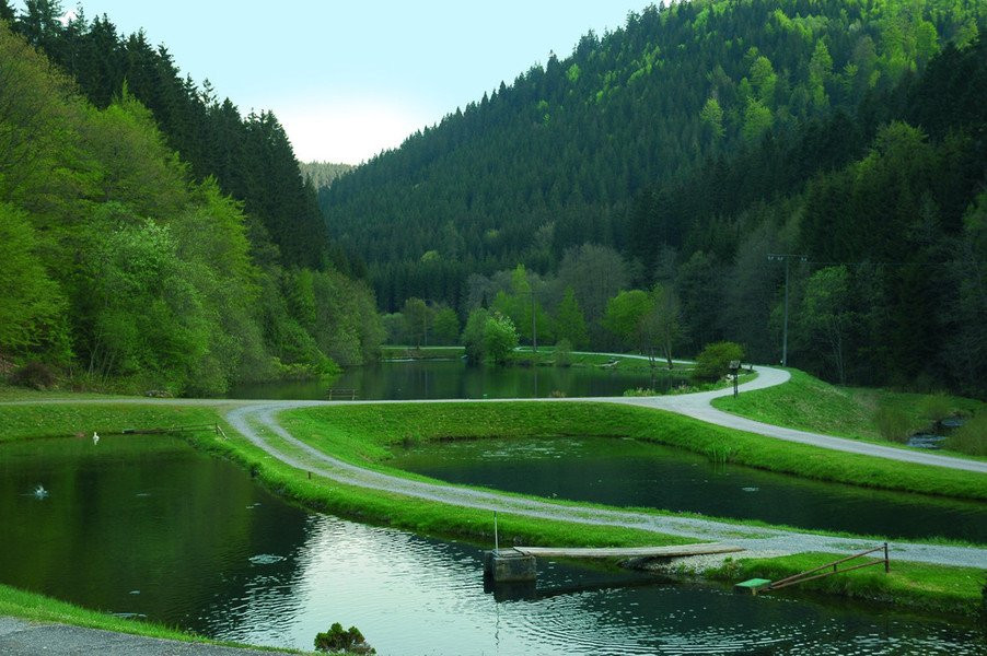 Forellenpark Kleinenztal景点图片